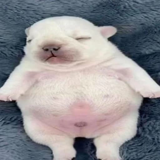 Project Superstellar (Akumatization Part 1.5)